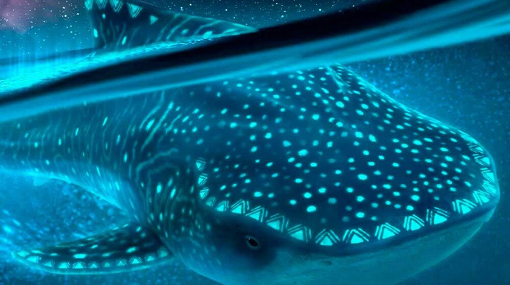 La pel&iacute;cula que se ha visto m&aacute;s de 80 millones de veces este a&ntilde;o en Disney+: el regreso de una de las hero&iacute;nas m&aacute;s queridas del siglo XXI